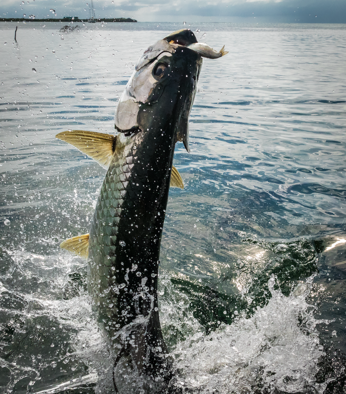 A picture of Common Fish to Catch in Northeast Florida and What Baits to Use with Avid Angler in St. Augustine