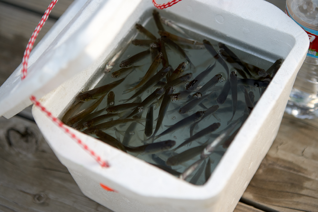 Selecting Baits For Inshore Fishing During The Summer A picture of Selecting Baits For Inshore Fishing During The Summer with Avid Angler in St. Augustine