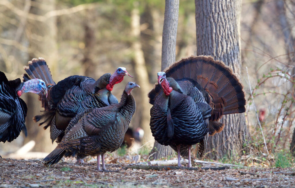 A picture of St. Augustine Spring Turkey Hunting: The Best of Florida with Avid Angler in St. Augustine