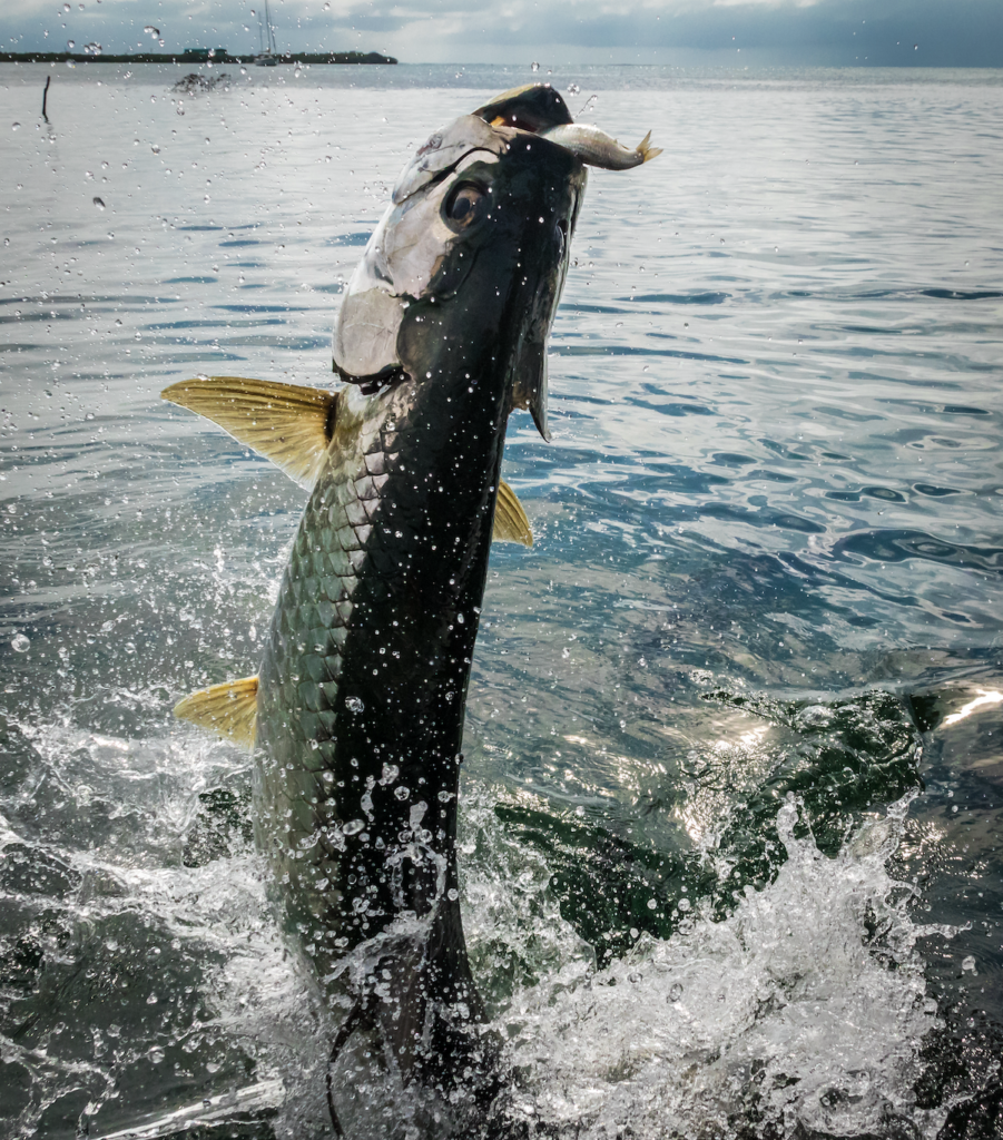 Common Fish to Catch in Northeast Florida and What Baits to Use A picture of Common Fish to Catch in Northeast Florida and What Baits to Use with Avid Angler in St. Augustine