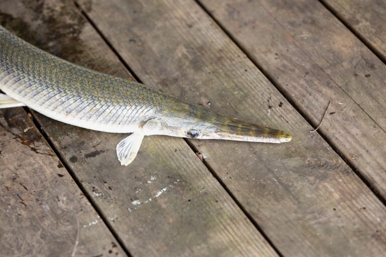 The St. Augustine Fishing Calendar Avid Angler