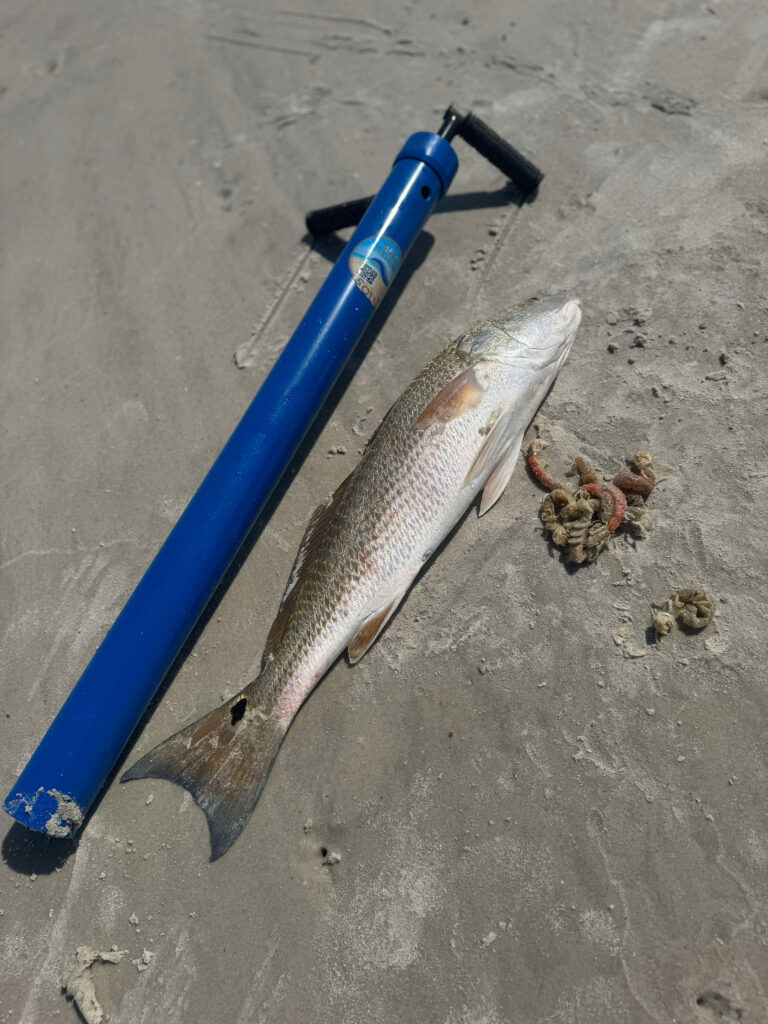 Candy Ghost Shrimp Pump and Aluminum Spike from Surf Fishing Solutions A picture of Candy Ghost Shrimp Pump and Aluminum Spike from Surf Fishing Solutions with Avid Angler in St. Augustine