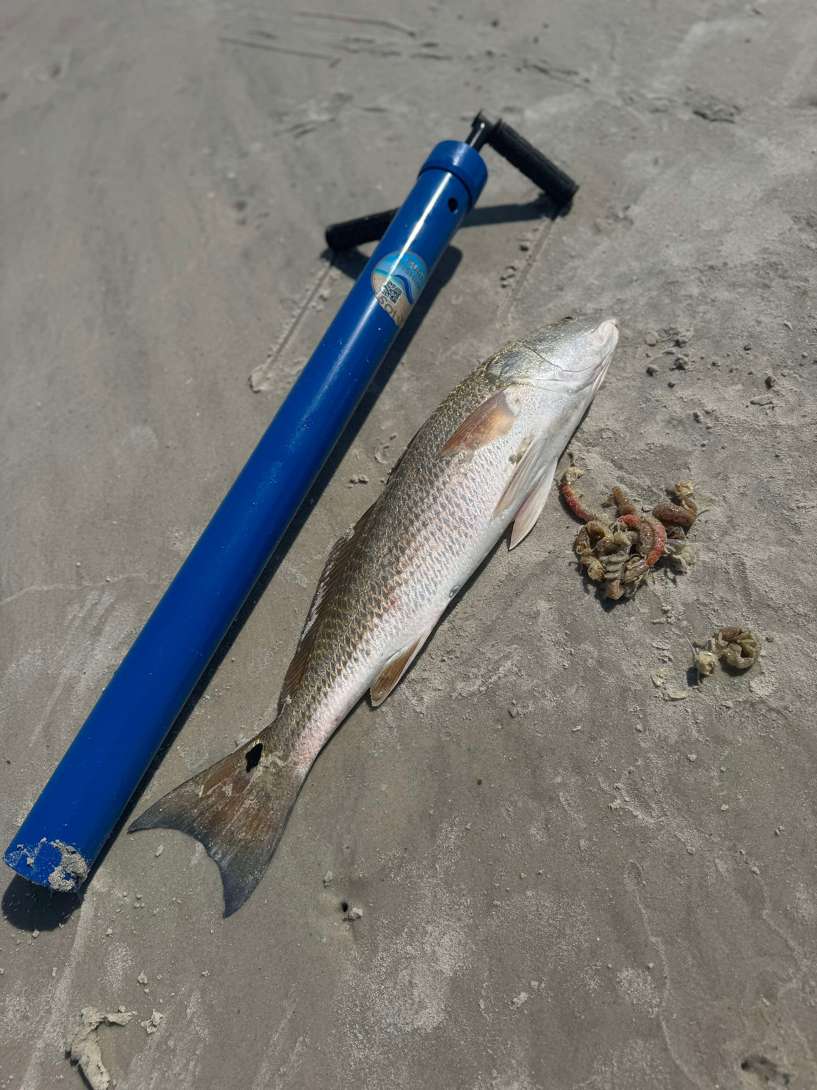A picture of Candy Ghost Shrimp Pump and Aluminum Spike from Surf Fishing Solutions with Avid Angler in St. Augustine